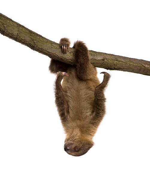istock baby Two-toed sloth (4 months) - Choloepus didactylus 93216208