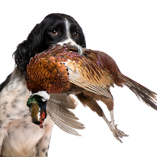 anglais springer spaniel chasse (1 an - pheasant hunting dog retriever photos et images de collection