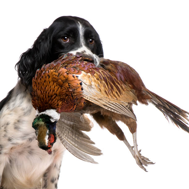 springer spaniel inglês caça (1 ano - pheasant hunting dog retriever - fotografias e filmes do acervo