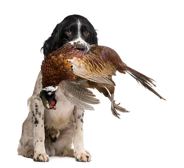 English Springer Spaniel hunting (1 year) in front of a white background.