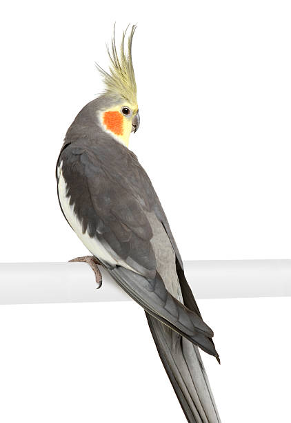 istock Cockatiel - Nymphicus hollandicus 93216218