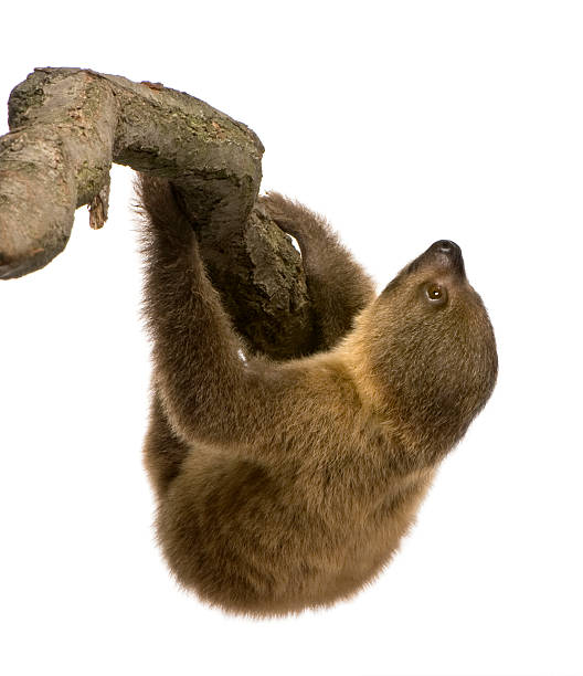 istock baby Two-toed sloth (4 months) - Choloepus didactylus 93216219