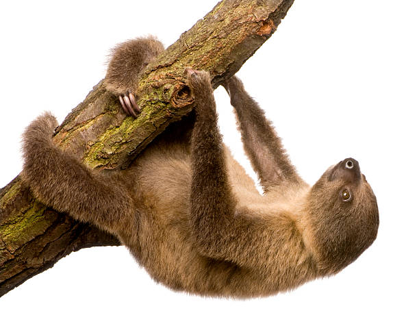 A 4 month old two toed sloth Choloepus didactylus on white