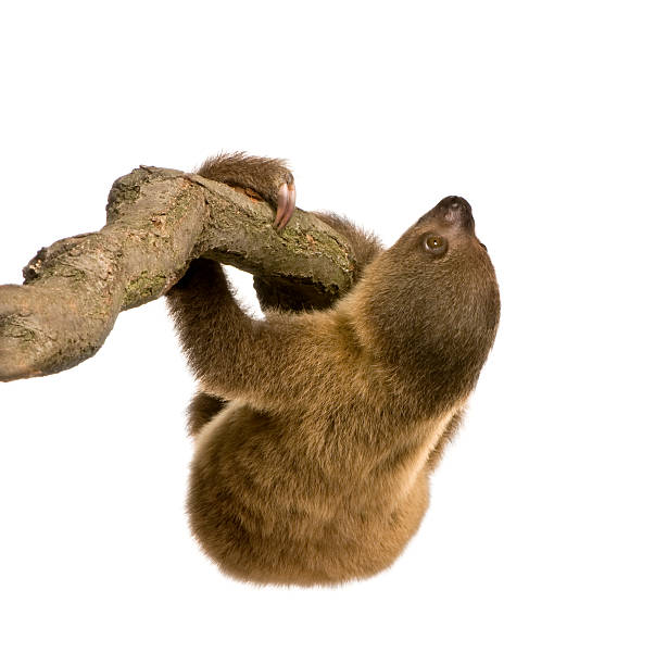 istock baby Two-toed sloth (4 months) - Choloepus didactylus 93216223