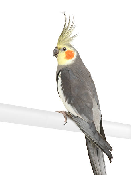 istock Cockatiel - Nymphicus hollandicus 93216242