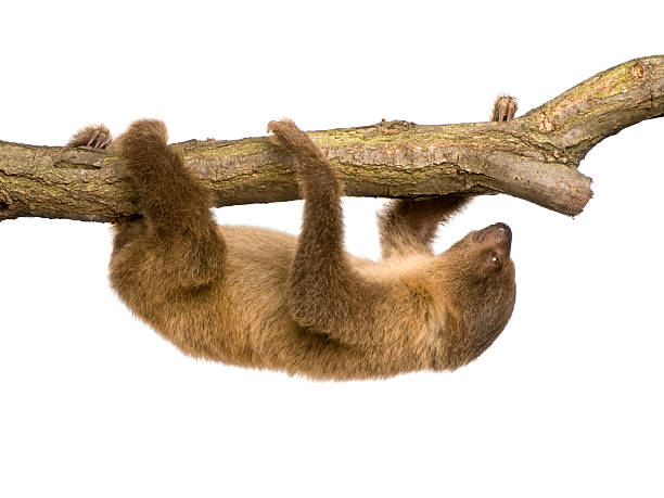 istock A baby Two-toed sloth 4 months old - Choloepus didactylus 93216248
