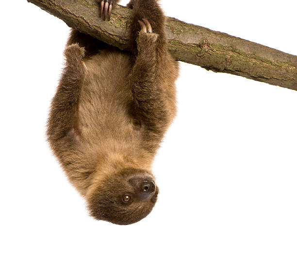 istock baby Two-toed sloth (4 months) - Choloepus didactylus 93216252