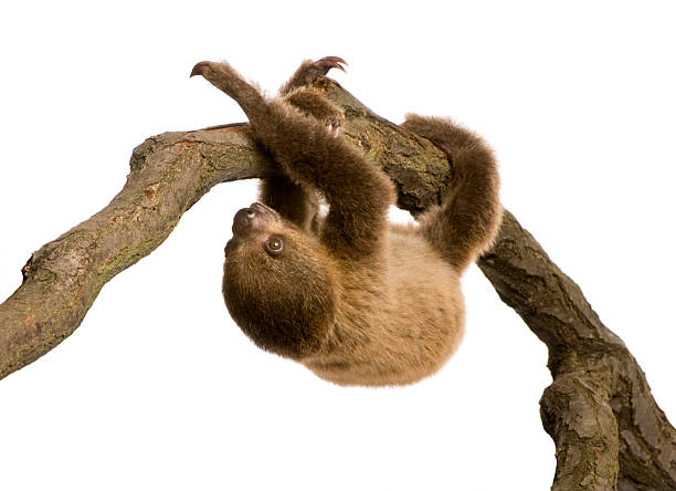 A 3 toed sloth is in a tree with her newborn baby.  The mother is holding her baby on her chest while she is upside down.  The mother and the baby are looking towards the camera.  Both faces are clearly visible in the photo. There is a lot of details in the photo.