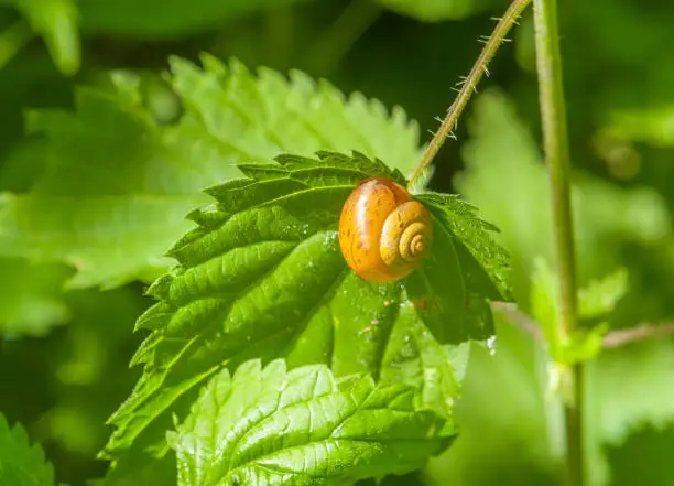 sunny illuminated scenery including a snail with orange shell resting on a nettle leaf