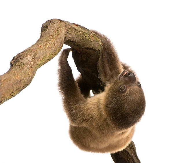 istock Two-toed sloth baby (4 months) - Choloepus didactylus 93216319