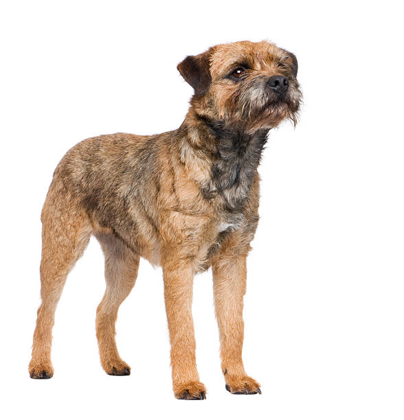 Border terrier  border terrier stock pictures, royalty-free photos & images