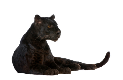 portrait of a black jaguar with a light brown background
