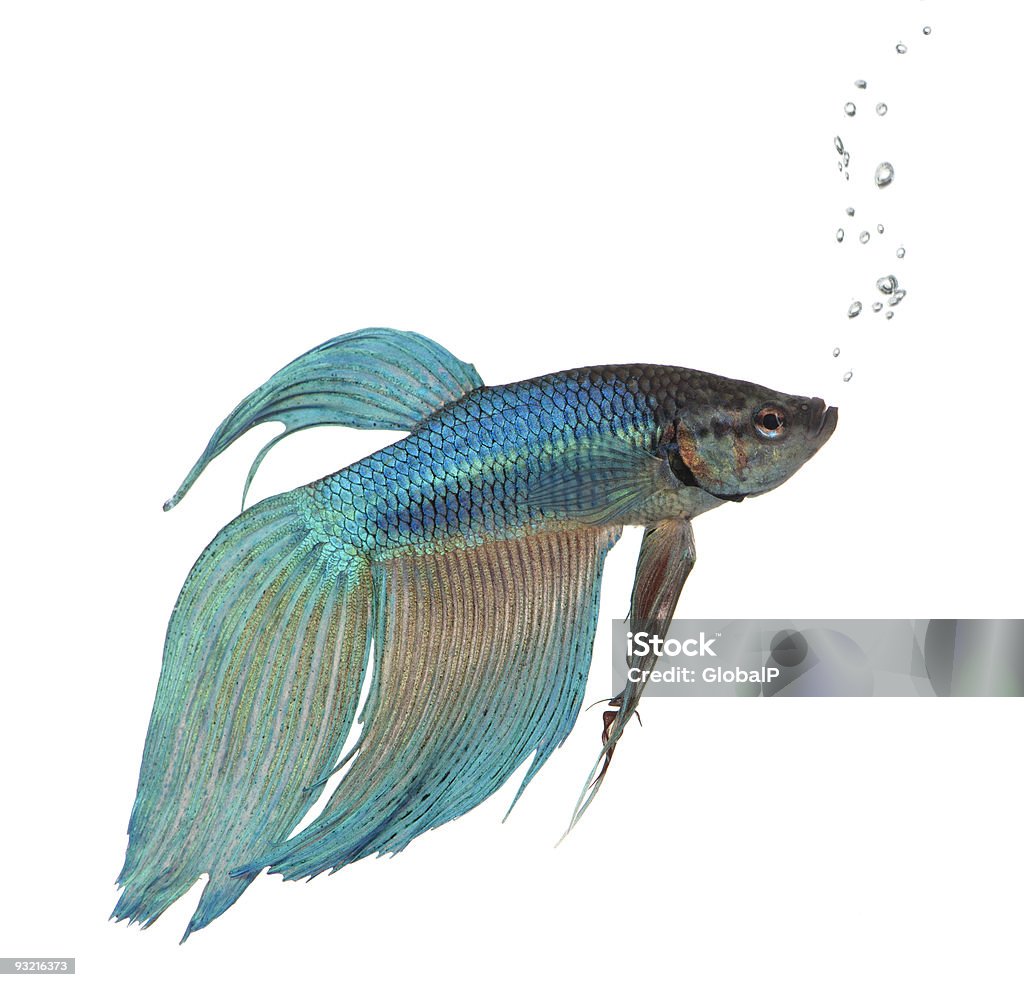 Azul Beta Splendens-Betta Splendens - Royalty-free Animal Foto de stock