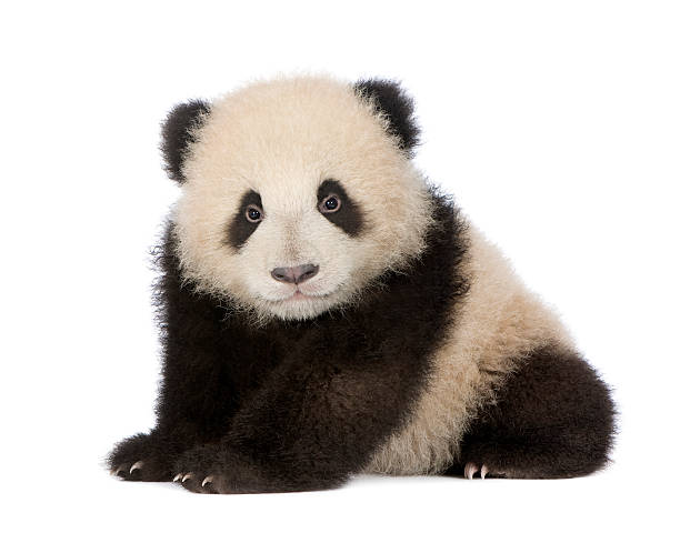 istock Giant Panda (6 months) - Ailuropoda melanoleuca 93216386