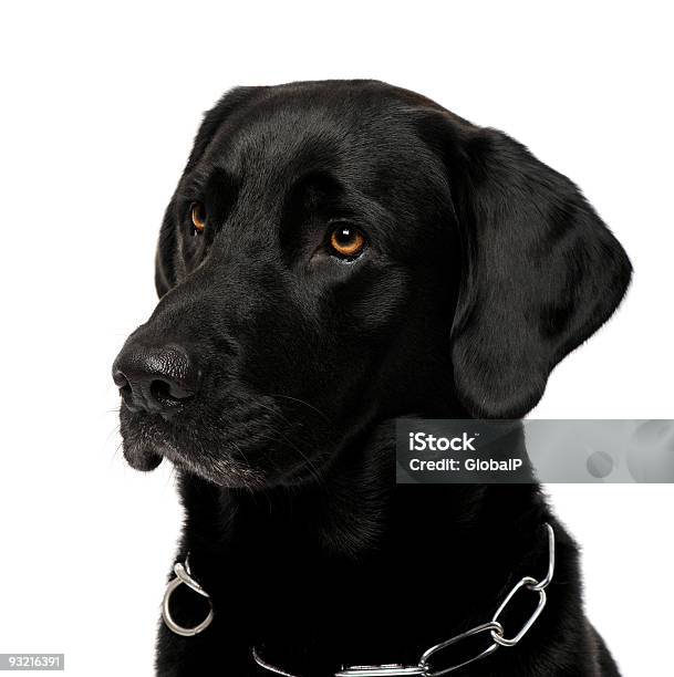 Photo libre de droit de Gros Plan De Labrador Noir banque d'images et plus d'images libres de droit de Objet ou sujet détouré - Objet ou sujet détouré, Retriever du Labrador, Animal vertébré