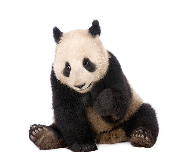 istock Giant Panda (18 months) - Ailuropoda melanoleuca 93216406