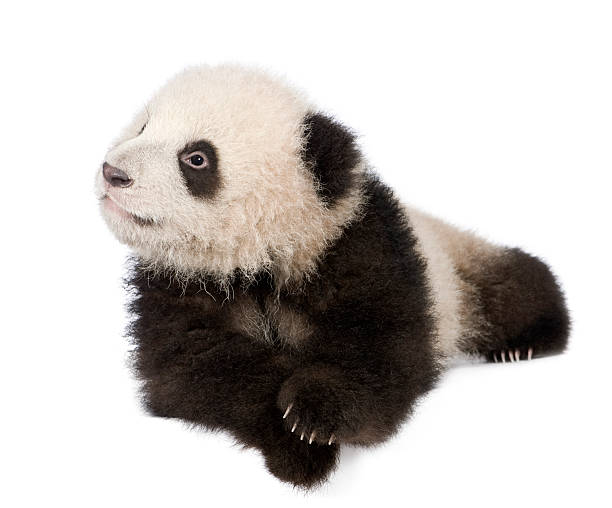 istock Giant Panda (6 months) - Ailuropoda melanoleuca 93216407