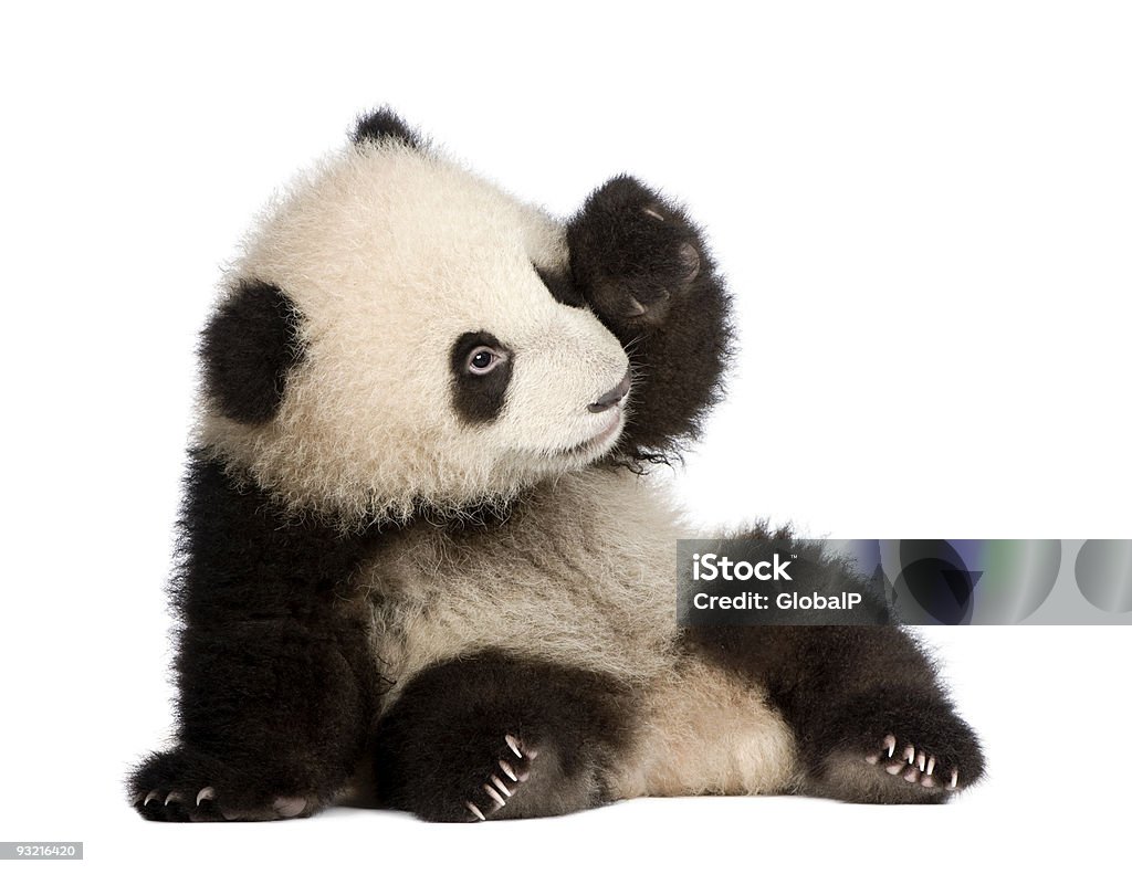 Panda gigante (6 mesi)-Ailuropoda melanoleuca - Foto stock royalty-free di Panda - Mammifero con zampe