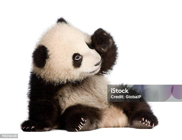 Panda Gigante Ailuropoda Melanoleuca - Fotografie stock e altre immagini di Panda - Mammifero con zampe - Panda - Mammifero con zampe, Carino, Sfondo bianco