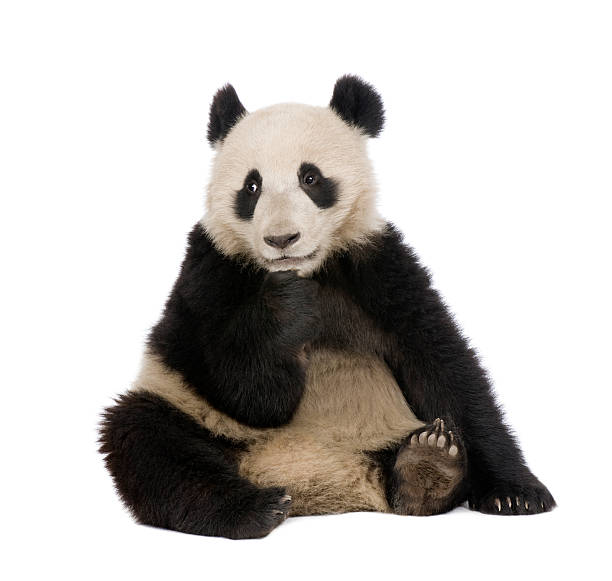 istock Giant Panda (18 months) - Ailuropoda melanoleuca 93216447