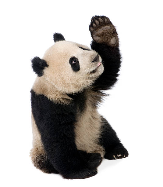 Eighteen month old panda bear pawing at the air Giant Panda (18 months) - Ailuropoda melanoleuca in front of a white background. panda species stock pictures, royalty-free photos & images