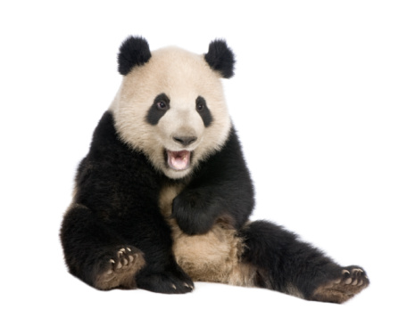 Giant Panda (18 months) - Ailuropoda melanoleuca in front of a white background.