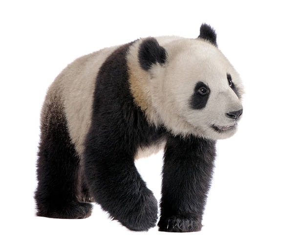 istock Giant Panda (18 months) - Ailuropoda melanoleuca 93216451