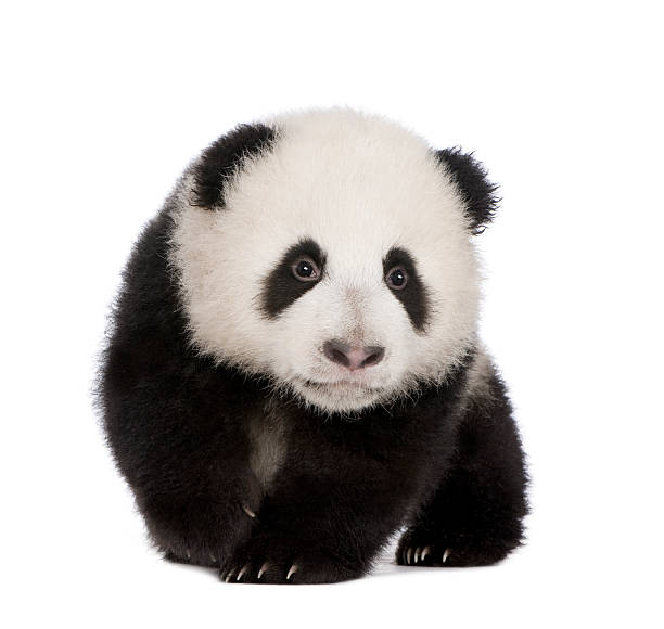 istock Giant Panda (4 months) - Ailuropoda melanoleuca 93216452