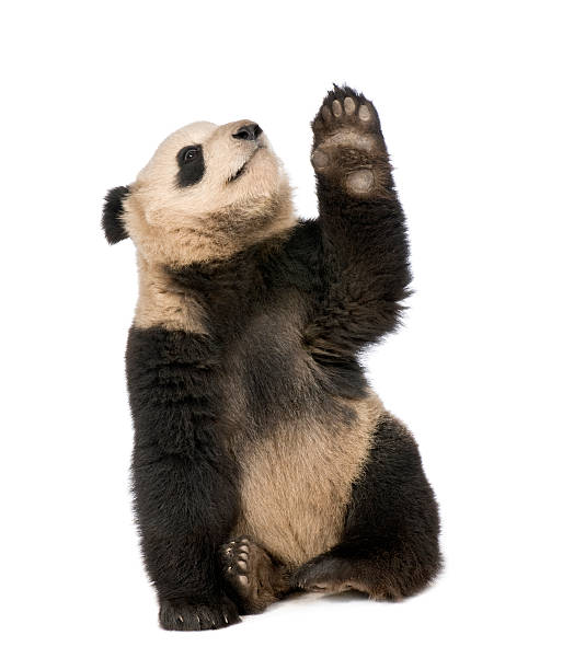 istock Giant Panda (18 months) - Ailuropoda melanoleuca 93216454