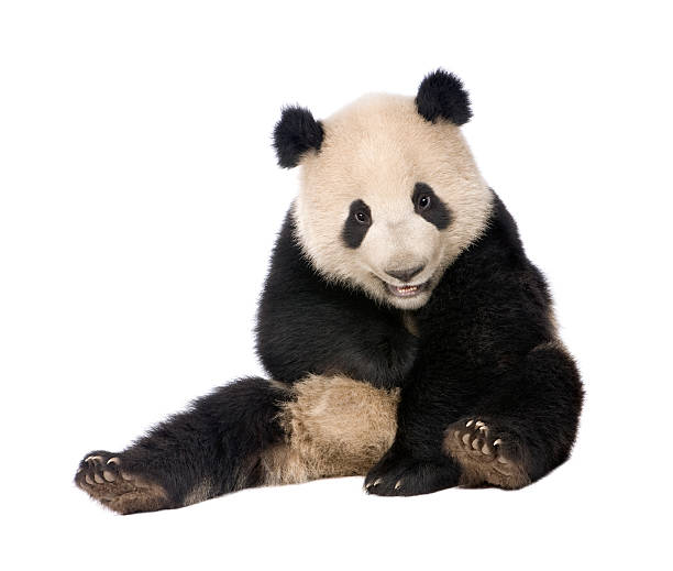 istock Giant Panda (18 months) - Ailuropoda melanoleuca 93216456