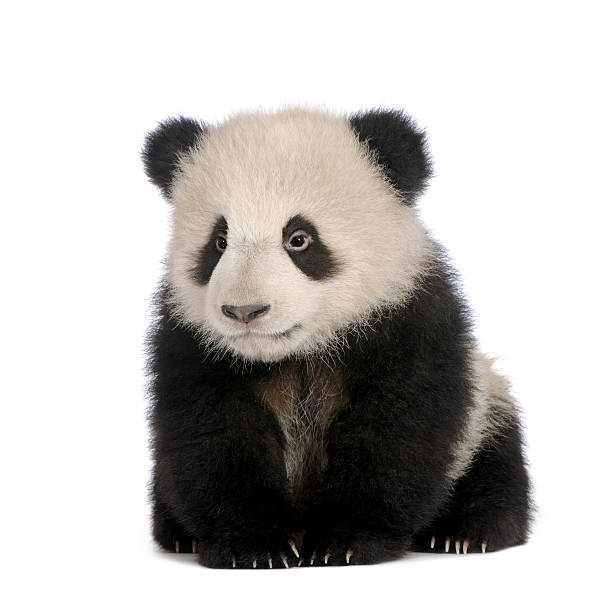 istock Giant Panda (6 months) - Ailuropoda melanoleuca 93216458