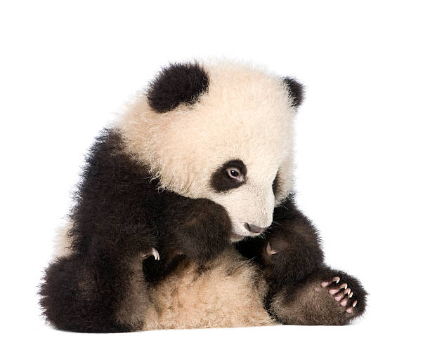 giant panda (6 meses)-ailuropoda melanoleuca - 4865 imagens e fotografias de stock