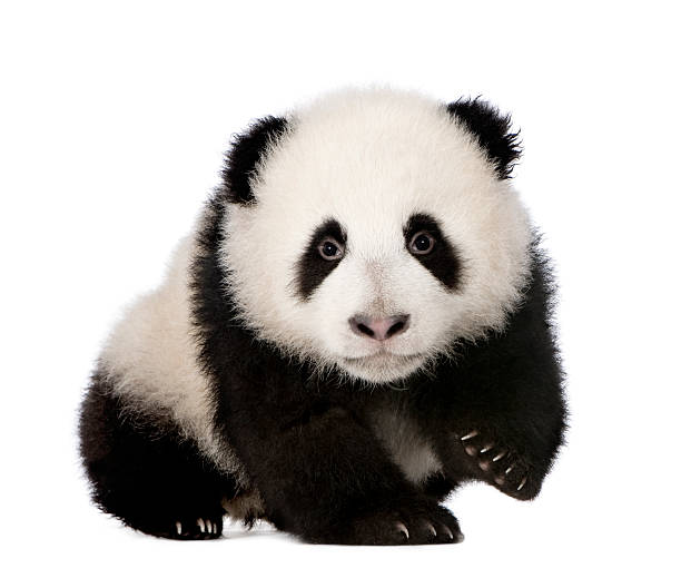 istock A baby giant pandas photo on a white background 93216468