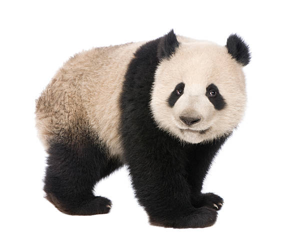 istock Giant Panda (18 months) - Ailuropoda melanoleuca 93216498