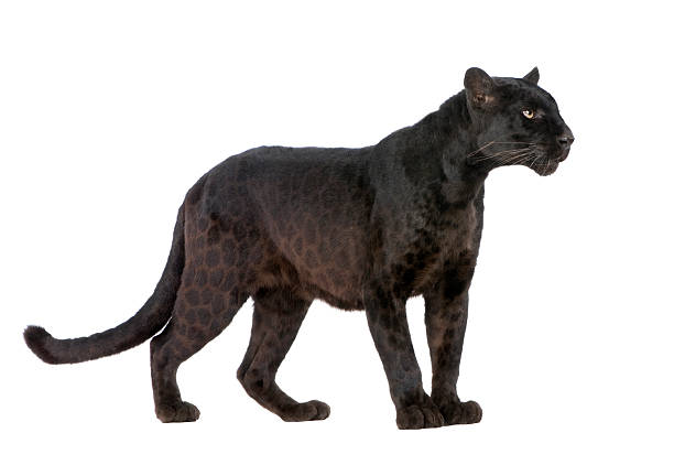 Black Leopard (6 years)  jaguar cat photos stock pictures, royalty-free photos & images