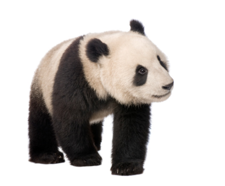 Panda eating bamboo on white background