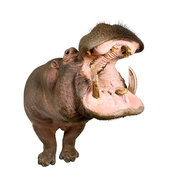 гиппопотам (30 лет - hippopotamus стоковые фото и изображения