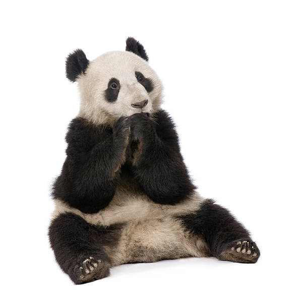 istock Giant Panda (18 months) - Ailuropoda melanoleuca 93216539