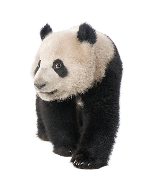 istock Giant Panda (18 months) - Ailuropoda melanoleuca 93216563