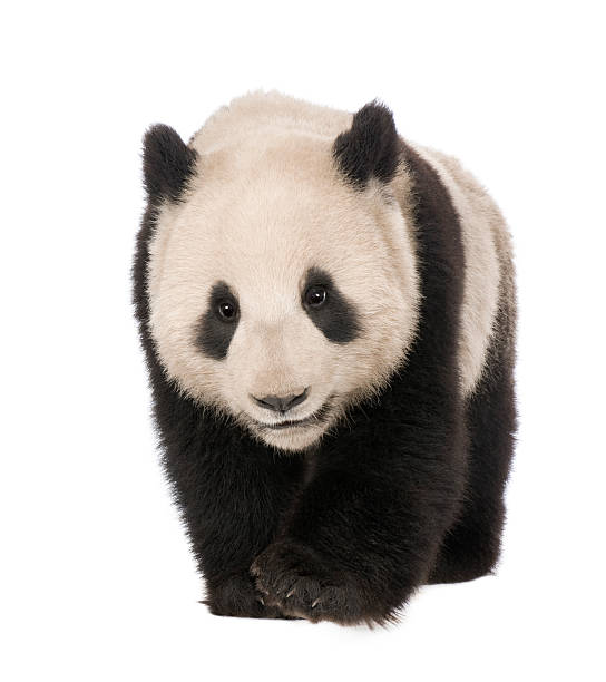 giant panda (18 miesięcy)-ailuropoda melanoleuca - melanoleuca zdjęcia i obrazy z banku zdjęć