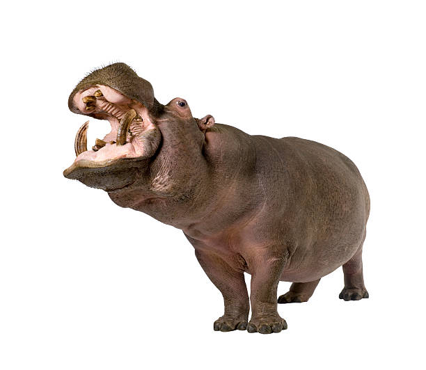 istock Hippopotamus with its mouth open on a white background 93216574