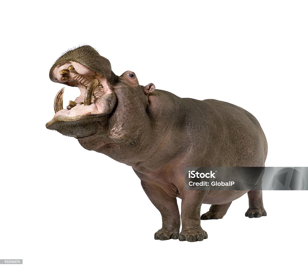 Hippopotamus with its mouth open on a white background Hippopotamus (30 years) in front of a white background. Hippopotamus Stock Photo