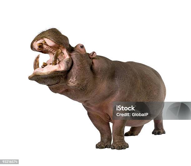 Hippopotamus With Its Mouth Open On A White Background Stock Photo - Download Image Now