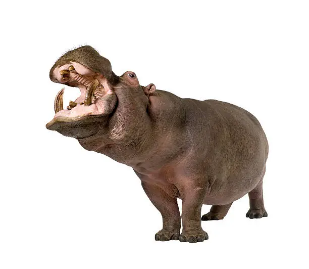 Hippopotamus (30 years) in front of a white background.