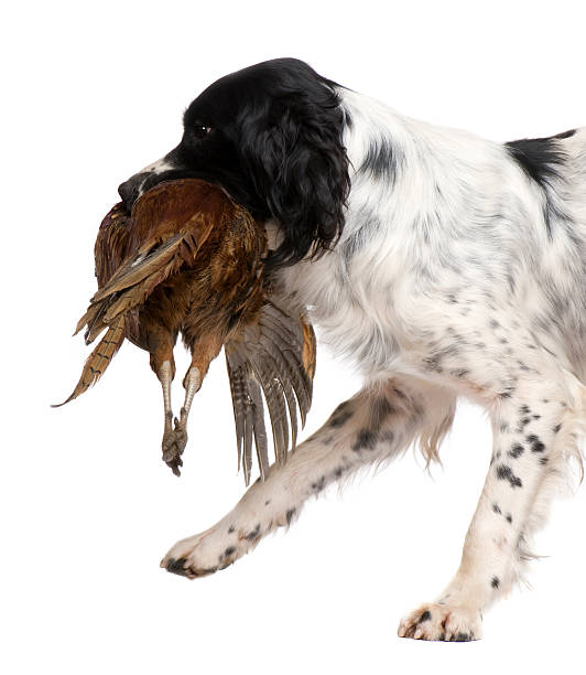 istock English Springer Spaniel hunting (1 year) 93216576