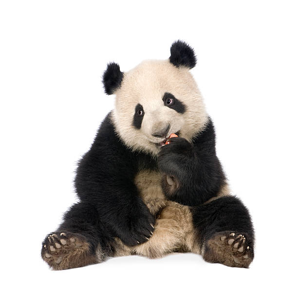 ジャイアントパンダ（18 ヶ月）-ailuropoda melanoleuca - panda giant panda china eating ストックフォトと画像