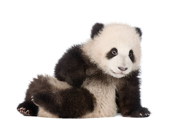istock Giant Panda cub (4 months) - Ailuropoda melanoleuca 93216581