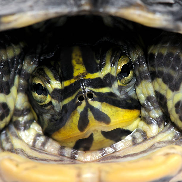 istock Close up of a Turtle 93216588