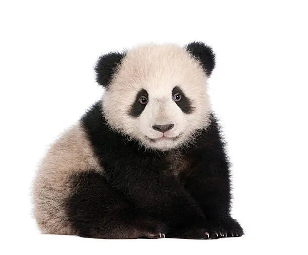 Giant Panda (6 months) - Ailuropoda melanoleuca in front of a white background.