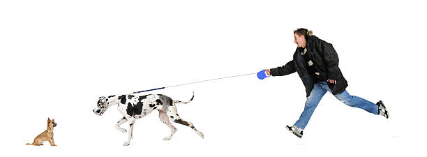 man walking 彼の犬（グレイトデイン 4 歳） - imbalance giant small large ストックフォトと画像